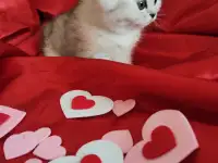 Шотландская кошечка, фотография 3