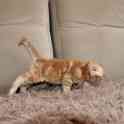 Вислоухие котята, фотография 3