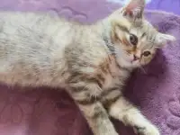Скоттиш-страйт котята, фотография 2