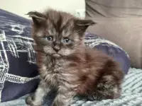 Котята Мейн-кун девочки, фотография 4
