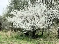 Участок дачный 10 соток Дричин 5 мин от электрички