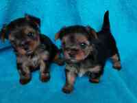 Щеночки йорки. Девочки и мальчики.