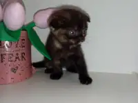Шотландские котята, фотография 5
