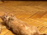 Котик в добрые руки, фотография 8