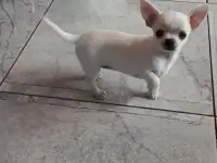 Чихуахуа