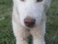 Щенки ищут новый дом, фотография 6