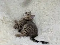 Шотландский прямоухий котик SFS 71 n24, straight, скоттиш страйт, фотография 2