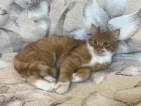 Чудесный рыжик в дар, фотография 3