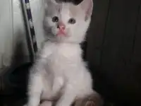 Котёнок, порода Турецкий Ван, фотография 3