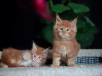 мальчик породы Мейн-кун, фотография 3