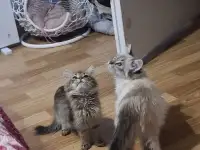 Котёнок в дар, фотография 6