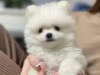 Шпиц.