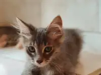 Котята в дар, фотография 5