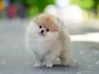 Померанский шпиц мальчик, фотография 3