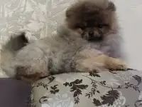 Померанский шпиц, мальчик. Мини мишка, фотография 3