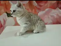 Шотландский котёнок, фотография 3