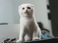 Шотландские котята, фотография 3