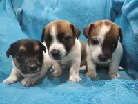 Щенки джек рассел