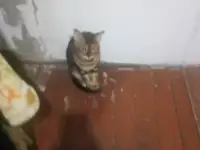 Бенгальская кошка