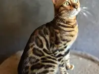 Вязка бенгальских кошек, фотография 3