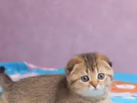 Котята шотландские ЗОЛОТАЯ ШИНШИЛЛА, фотография 5