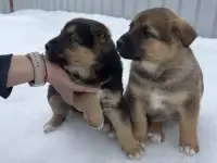 ЩЕНКИ В ДАР