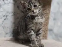 Кошечка в надёжные руки, фотография 2