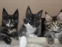 Мейн кун котята!