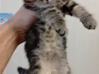 Котята британцы, фотография 2