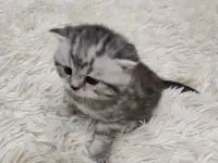 Шотландские плюшевые котята, фотография 3