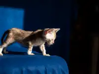 Уникальная бенгальская кошечка мраморного снежного окраса снежная рысь, фотография 5
