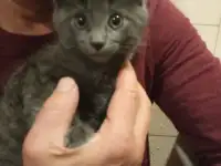 Кошечка 2.5 месяца