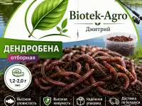 Червь Дендробена оптом в баночках и на вес