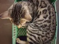 Пропал котенок бенгал