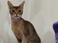 Абиссинский котенок мальчик, фотография 5