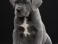 Щенки Кане Корсо, фотография 2