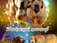 Щенки испанского мастифа, фотография 8