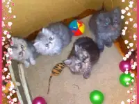 Персидские котята Экстремального типа чистокровные. Персы., фотография 11