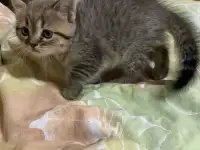 Шотландские котята, фотография 4