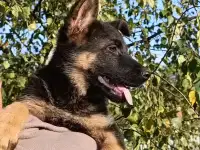 Немецкий овчарки щенки, фотография 2