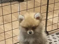 Щенки шпица