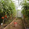 Теплица оцинкованная 10x3x2 Каркас + Поликарбонат+Парник, фотография 4