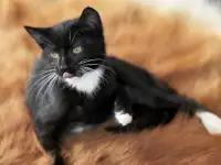 Котята в дар. Бесплатно в хорошие руки, фотография 5