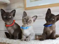 Котята Европейской бурмы
