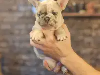 Щенки французского будьдого