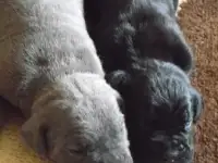 Щенки Кане Корсо, фотография 6