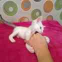 Котёнок ищет дом, фотография 4