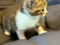 Продажа шотландских котят, фотография 7