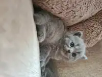 Британские короткошерстные котята, фотография 2