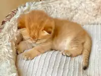 ЗОЛОТАЯ ШИНШИЛЛА шотландские котята, фотография 2